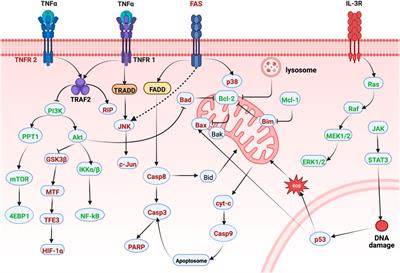 Erianin: A phytoestrogen with therapeutic potential